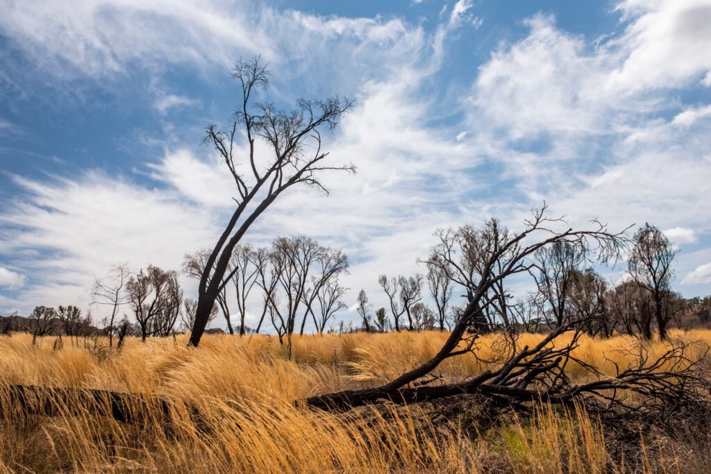 Burnt out trees in Isalo National Park, Ihorombe Region, Southwest Madagascar