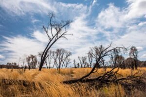Burnt out trees in Isalo National Park, Ihorombe Region, Southwest Madagascar