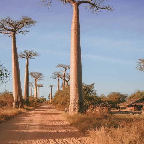 Baobab trees near Morondava, Madagascar, Africa