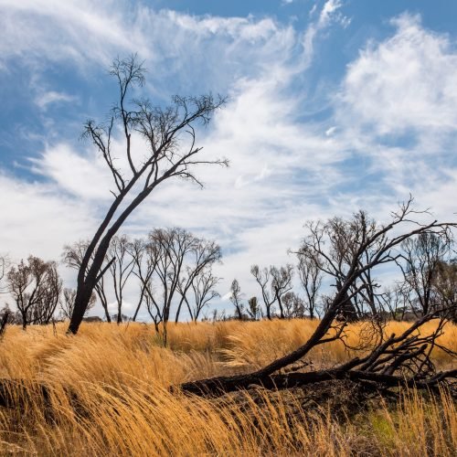 Burnt out trees in Isalo National Park, Ihorombe Region, Southwest Madagascar