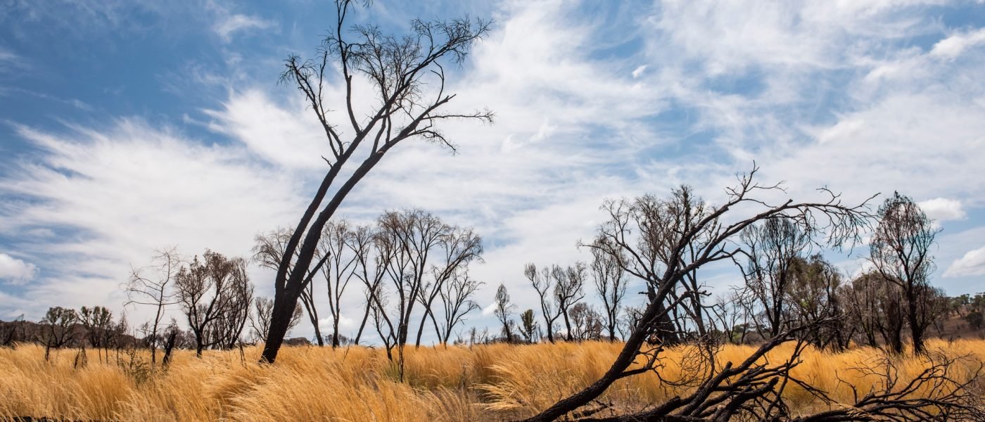 Burnt out trees in Isalo National Park, Ihorombe Region, Southwest Madagascar