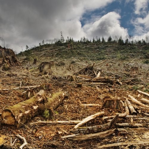 Deforested Area