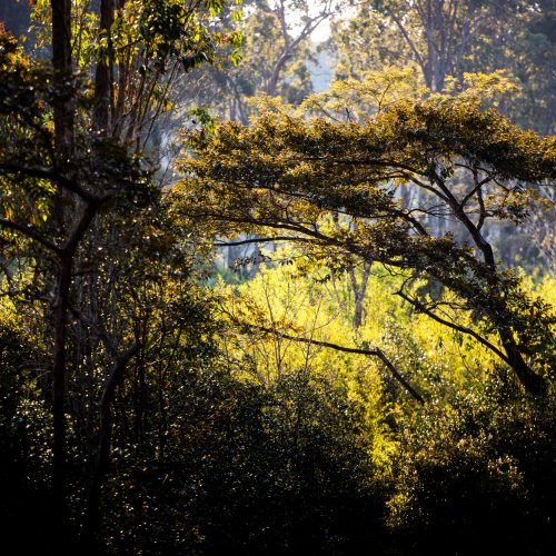 Rainforest landscape at Andasibe, Madagascar, Africa