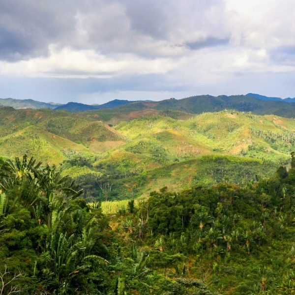 Rainforest of Madagascar Rainforest of Madagascar
