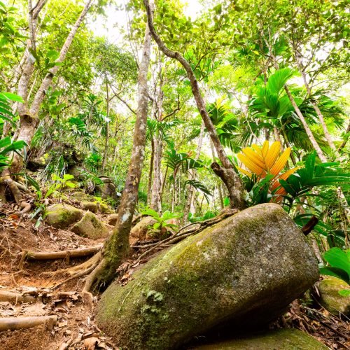 Tropical rain forest and jungle in Seychelles